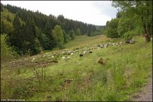 3 NSG Alter Hagen bei Willingen